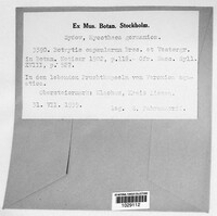 Botrytis capsularum image